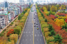 도심 속 명품 가로수 여기에 올해 우수 관리 가로수길 6곳 선정...20일 산림청 소식