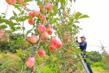 ‘아삭아삭’ 산청 황매산골 햇사과 본격 출하