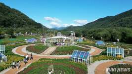 천만송이 국화꽃 향연, 인제 가을꽃축제 첫날부터 북적북적