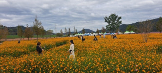 의령 호국의병의숲 친수공원 가을꽃 향연