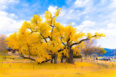 가을에 더 빛나는 대구 달성군의 산책길 3선
