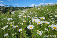 영월 연당원, 수국·국화로 핫플레이스 부상…경제와 관광 꽃피운다