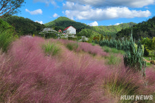 영월 연당원, 수국·국화로 핫플레이스 부상…경제와 관광 꽃피운다