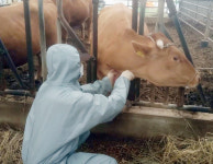 정읍시, 구제역 유입 차단 방역 총력 대응