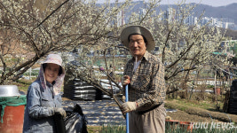 도시텃밭 ‘봄비 온 후 바빠진 도시농부들’