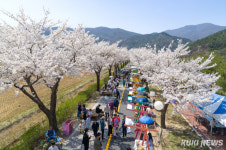 정선 북평면 벚꽃 축제 오는 12일 개막 
