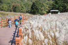포천 산정호수 명성산 억새꽃 축제 오는 10월 17일 개막