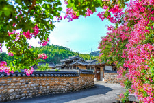 붉게 핀 배롱나무와 어우러진 고즈넉한 풍경 함안 고려동 유적지