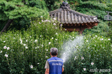 무궁화 꽃이 피었습니다…‘무궁화의 날’ 맞아 전시 풍성 [쿠키포토]