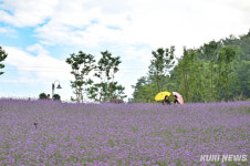 보랏빛 버베나로 물든 ‘정선 병방산 군립공원’ [쿠키포토]