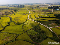 ‘백로와 농부’가 함께 거두는 풍요…장수리 황금빛 다랑이논 [쿠키포토]