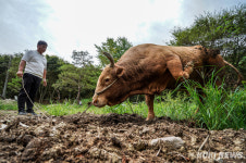 “소 눈주름 본 적 있나요?”…‘천수’ 누리는 은퇴 싸움소 [싸움소의 생(生)②]