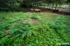 “소 눈주름 본 적 있나요?”…‘천수’ 누리는 은퇴 싸움소 [싸움소의 생(生)②]