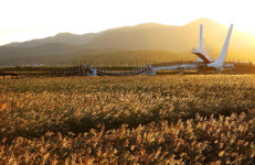 노을에 물든 갈대밭