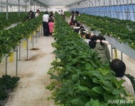 원주 치악산 딸기 출하 ‘달콤한 겨울 유혹’