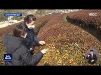 붉게 변한 보성 녹차밭 20% 냉해