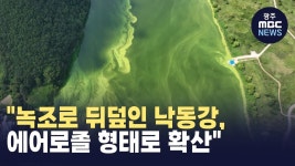 [대구] 녹조로 뒤덮인 낙동강, 에어로졸 형태로 확산, 낙동강 녹조 공동조사 시작