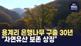 [안동] 용계리 은행나무 구출 30년.."자연유산 보존 상징"