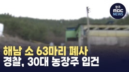 해남 소 63마리 폐사..경찰, 30대 농장주 입건