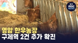 영암 한우농장 구제역 2건 추가 확진
