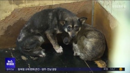[원주] 들어가면 죽는 유기동물 보호소 어디?