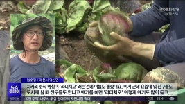 [충북] 샐러드가 살린 산골마을..전국 양채 생산 40%