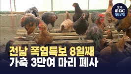 전남 폭염특보 8일째..가축 3만여 마리 폐사