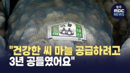 [대구] 건강한 씨 마늘 공급하려고 3년 공들였어요