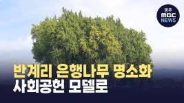 [원주] 반계리 은행나무 명소화.. 사회공헌 모델로