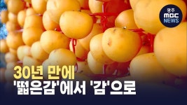 [안동] 30년 만에 떫은감→감 명칭 변경