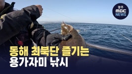 [강원영동] 동해 최북단 즐기는 용가자미 낚시