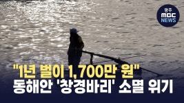 [강원영동]1년 벌이 1,700만 원 동해안 창경바리 소멸 위기