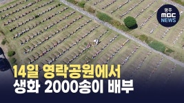 내일 영락공원에서 생화 2000송이 배부