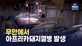 무안에서 아프리카돼지열병 발생..방역 강화