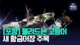 [포항] '포항'으로 몰려간 고등어..새 '황금어장' 주목