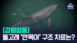 [강원영동] 다친 돌고래 '안목이' 