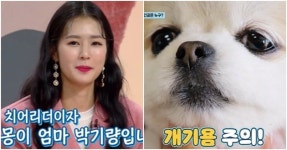 펫 비타민 박기량은 강아지 알레르기가 있지만 반려견 몽이와 떨어질 수 없다