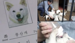 북한에서 보내준 풍산개 곰이가 마루와의 사이에서 새끼 7마리를 낳았다 (사진)