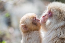 70년 만에 처음 일본 동물원 역사상 처음으로 암컷 원숭이가 수컷과 싸워 이겨 우두머리 자리를 차지했다 (공식)