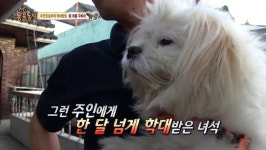 학대 받는 동물을 봤을 때 어떻게 해야 하나요?