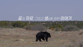 강원도 동해에 갇혀살던 반달곰 22마리의 사연을 담은 다큐멘터리 곰마워가 가슴이 뭉클해지는 감동을 전할 예정이다