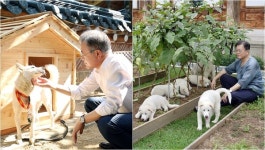 지금이라도 할 수 있다면…!! 문재인 전 대통령이 풍산개 곰이·송강 반환 논란에 밝힌 아주 분명한 입장 (ft.흙탕물 정쟁)