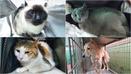 택시기사·동거녀 살해범 이기영의 집에서 구조된 반려동물 4마리가 하루아침에 처하게 된 상황은 한숨만 푹푹 나온다