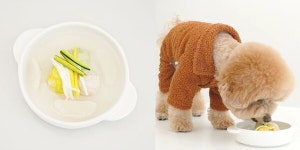 강아지랑 함께 맞는 설날! 강아지가 잘 먹는 새해 맞이 떡국 한상 차림 레시피(영상)