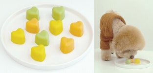 일반 초콜릿은 반려견에게 치명적이지만, 직접 만든다면?! 강아지에게 안심하고 먹일 수 있는 초콜릿을 만들어보자(간단 레시피)