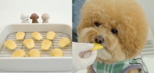 반려견을 위한 홈 디저트 레시피! 달콤하고 폭신폭신한 코코넛 마들렌 만들기