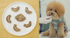 오늘은 집사가 요리사! 맛있는 것만 찾는 우리 강아지를 위해 직접 만드는 특제 간식 레시피!