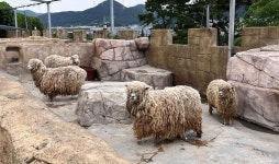 경영난 이유로 동물들 무책임하게 방치한 부경동물원 : 다행히도 갈비뼈 드러날 만큼 깡마른 사자는 곧 이곳을 떠난다