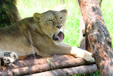 경북 고령 사설목장에서 탈출한 암사자 1마리가 포획됐다는 소식에 깊은 한숨이 흘러나왔다