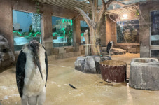 갈비사자 바람이 떠난 동물원서 잇따라 죽어간 백호·흑표범 : 사유재산이라 조처 어렵다는 당국에 한숨만 나오는 상황이다